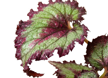 Begonia 'Rex' - 4 Pack Variety