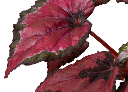 Begonia 'Rex' - 4 Pack Variety