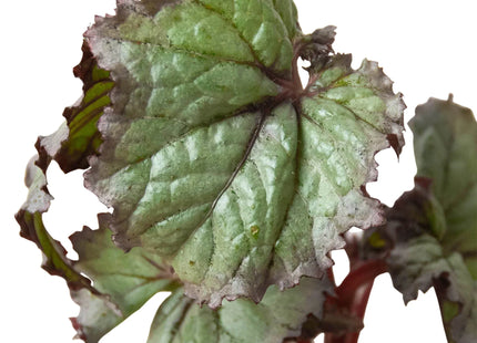 Begonia 'Rex' - 4 Pack Variety