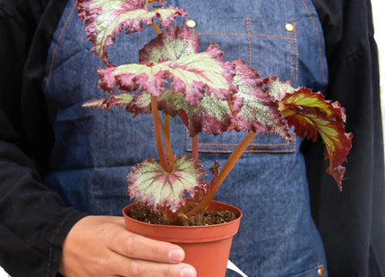 Begonia 'Rex' - 4 Pack Variety