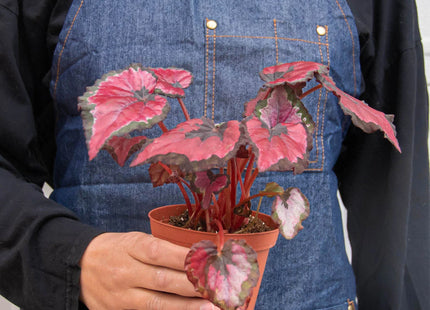 Begonia 'Rex' - 4 Pack Variety