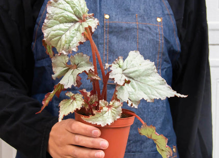 Begonia 'Rex' - 4 Pack Variety