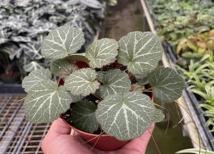 Begonia 'Strawberry'