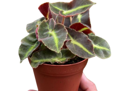 Begonia 'Striped'