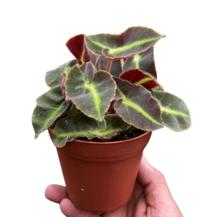 Begonia 'Striped'