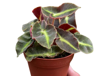 Begonia 'Striped'