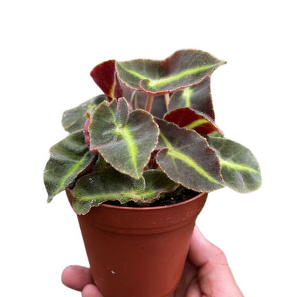 Begonia 'Striped'