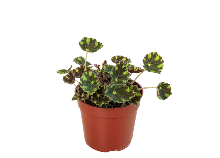 Begonia Tiger Paws - 4" Pot