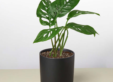 Monstera Adansonii 'Swiss Cheese'