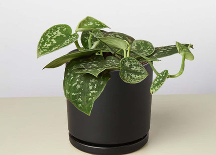 Pothos 'Satin'