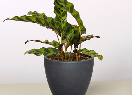 Calathea Lancifolia 'Rattlesnake'