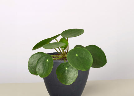 Pilea Peperomioides 'Chinese Money'