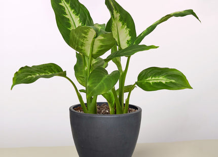 Dieffenbachia Camille