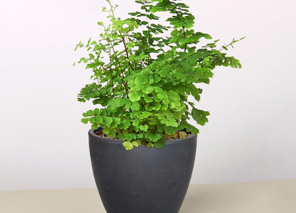 Maidenhair Fern