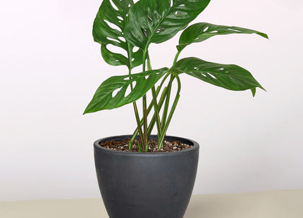 Monstera Adansonii 'Swiss Cheese'