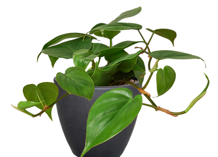 Philodendron Cordatum Heartleaf