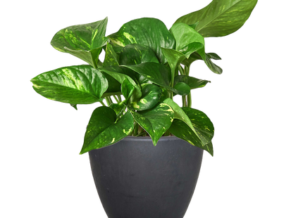 Pothos 'Golden'