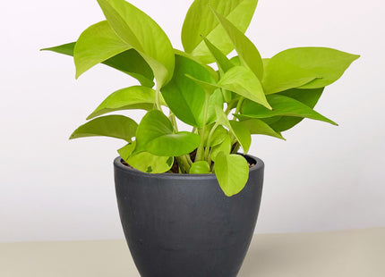 Pothos 'Neon'