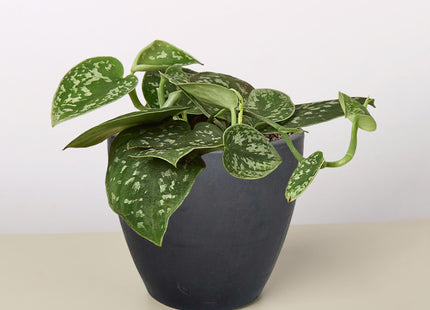 Pothos 'Satin'