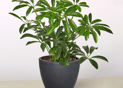 Schefflera Arboricola 'Umbrella'