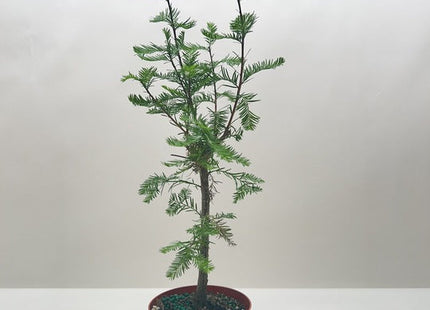 Bonsai Bald Cypress