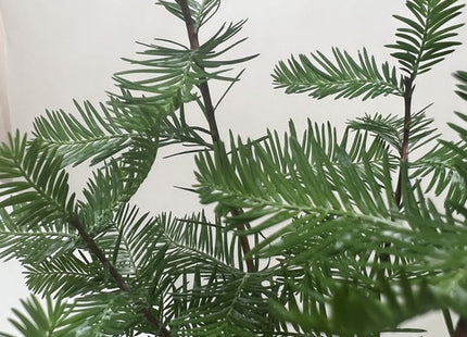 Bonsai Bald Cypress