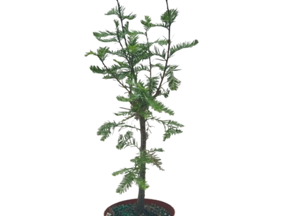 Bonsai Bald Cypress