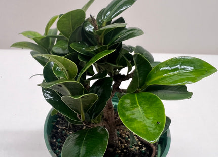 Bonsai Ficus Compacta