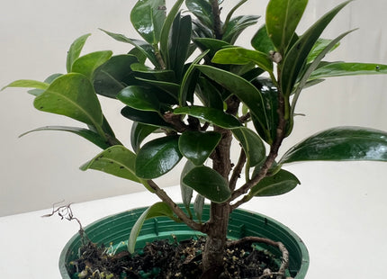 Bonsai Ficus Compacta