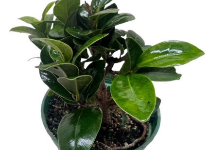 Bonsai Ficus Compacta