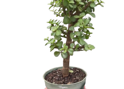Bonsai Jade Dwarf Green