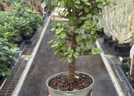 Bonsai Jade Dwarf Green