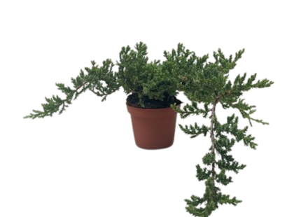 Bonsai Juniper
