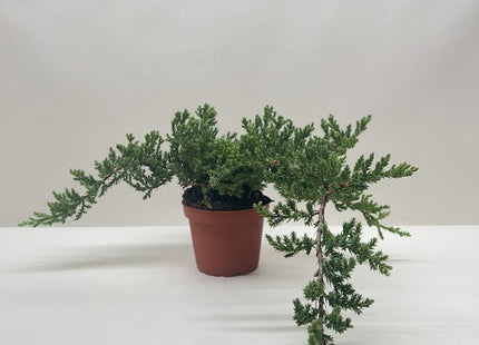 Bonsai Juniper
