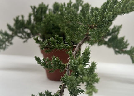 Bonsai Juniper