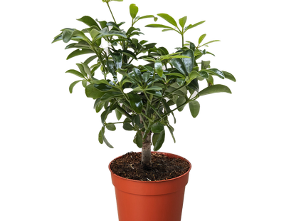 Bonsai Schefflera Arboricola