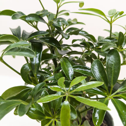 Bonsai Schefflera Arboricola