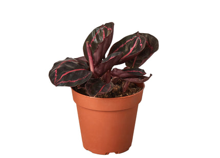 Calathea 'Dottie'