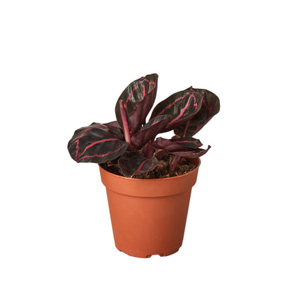 Calathea 'Dottie' | Live Plant for Indoor & Outdoor | House Plant Decor