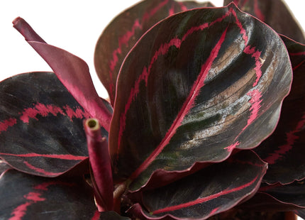 Calathea 'Dottie'