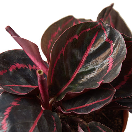 Calathea 'Dottie' | Live Plant for Indoor & Outdoor | House Plant Decor