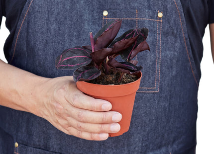 Calathea 'Dottie'