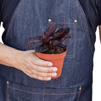 Calathea 'Dottie' | Live Plant for Indoor & Outdoor | House Plant Decor