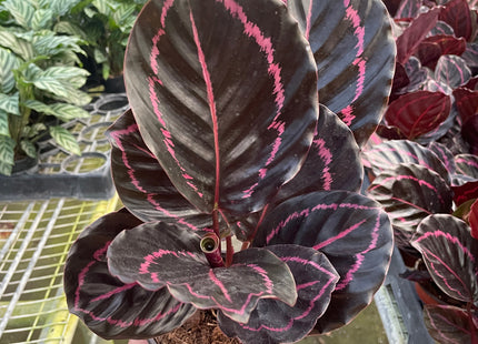 Calathea 'Dottie'