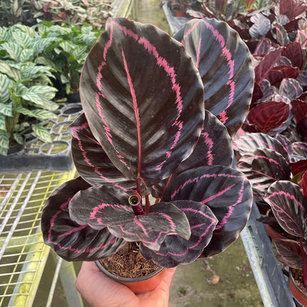 Calathea 'Dottie' | Live Plant for Indoor & Outdoor | House Plant Decor