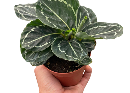 Calathea 'Green Goddess'