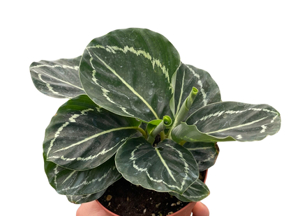 Calathea 'Green Goddess'
