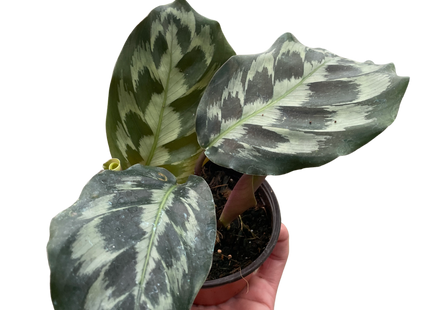Calathea 'Kennedy'