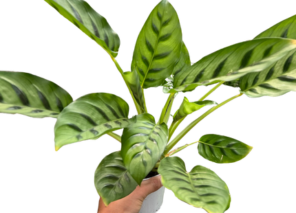 Calathea Leopardina
