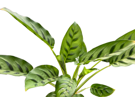 Calathea Leopardina
